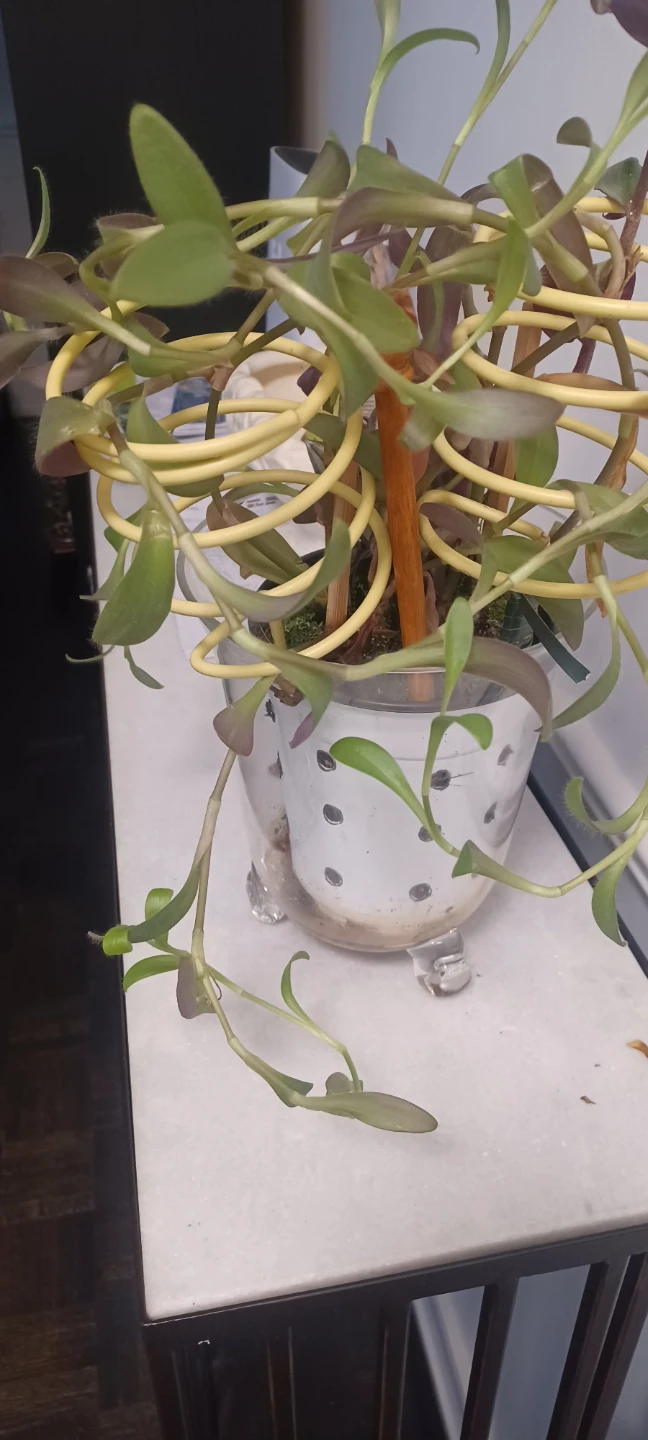 Plant in decorative pot - photo 2
