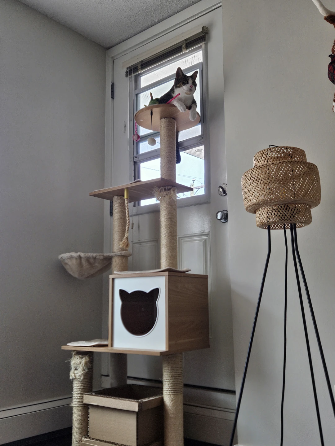 Luxury Cat Condo / Jungle Gym / Executive Suite - photo 3