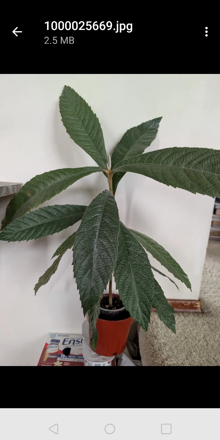 Indoor Japanese Plum (Loquat Tree)