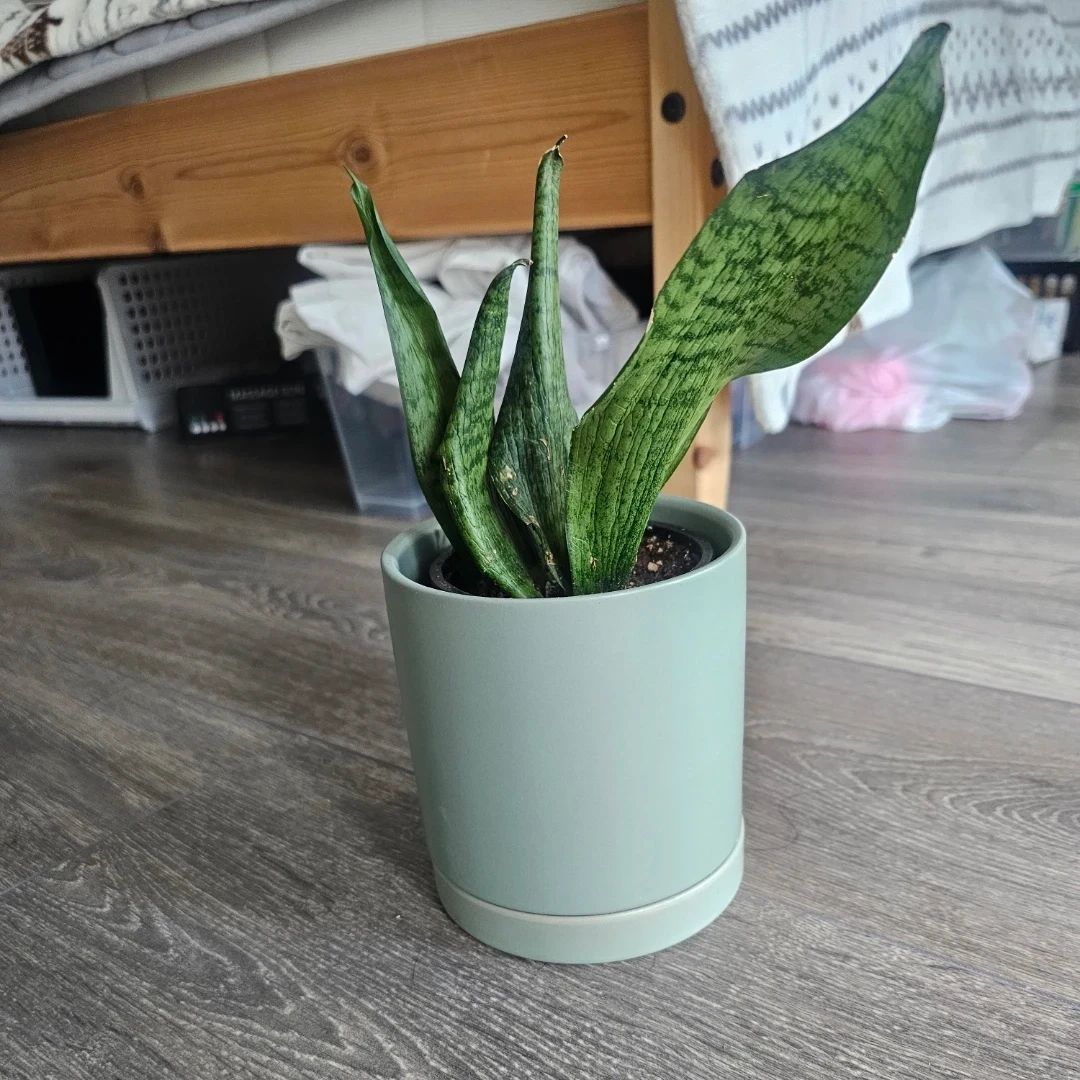 Grey Ceramic Planter Pot