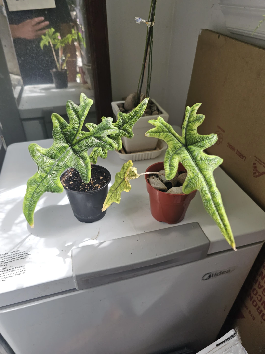 Alocasia 'Portodora' Plant - jacklyn plant