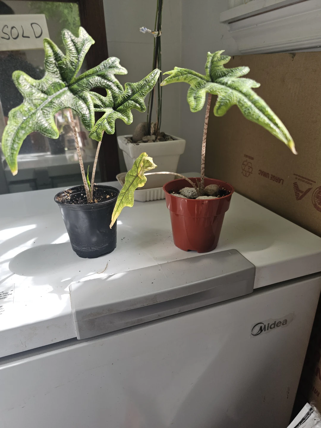 Alocasia 'Portodora' Plant - jacklyn plant - photo 2