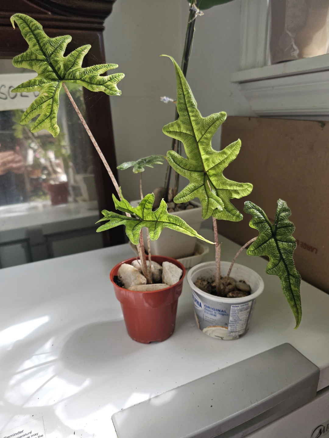 Alocasia 'Portodora' Plant - jacklyn plant - photo 3