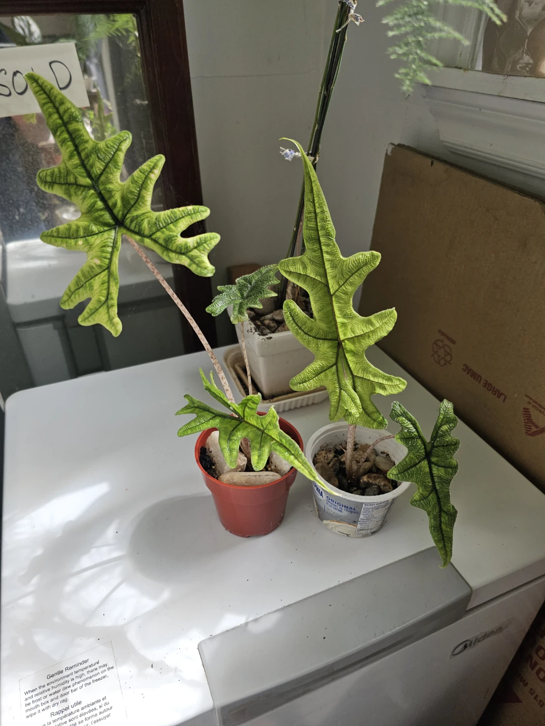 Alocasia 'Portodora' Plant - jacklyn plant - photo 4