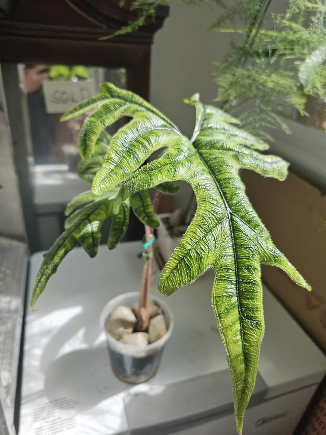 Alocasia 'Portodora' Plant - jacklyn plant - photo 5