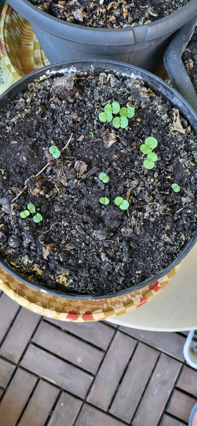 Shiso/Perilla/ Korean sesame plant