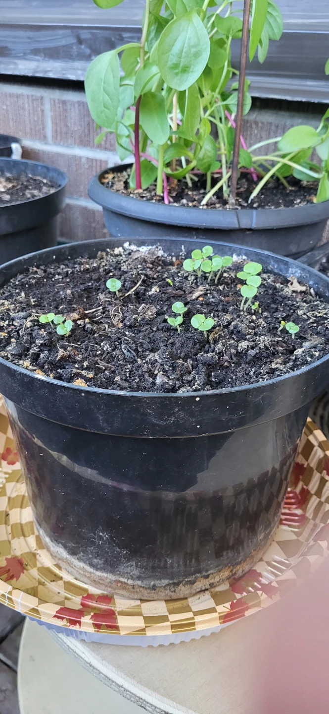 Shiso/Perilla/ Korean sesame plant - photo 2