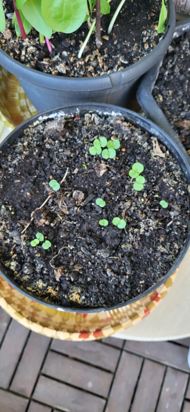 Shiso/Perilla/ Korean sesame plant - photo 5