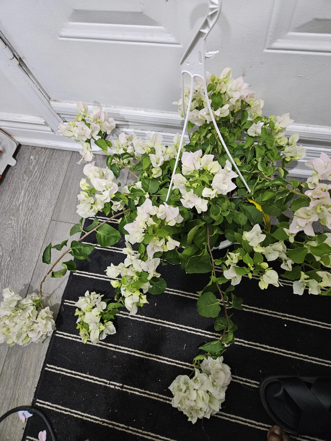 White Bougainvillea Hanging Plant⚽️