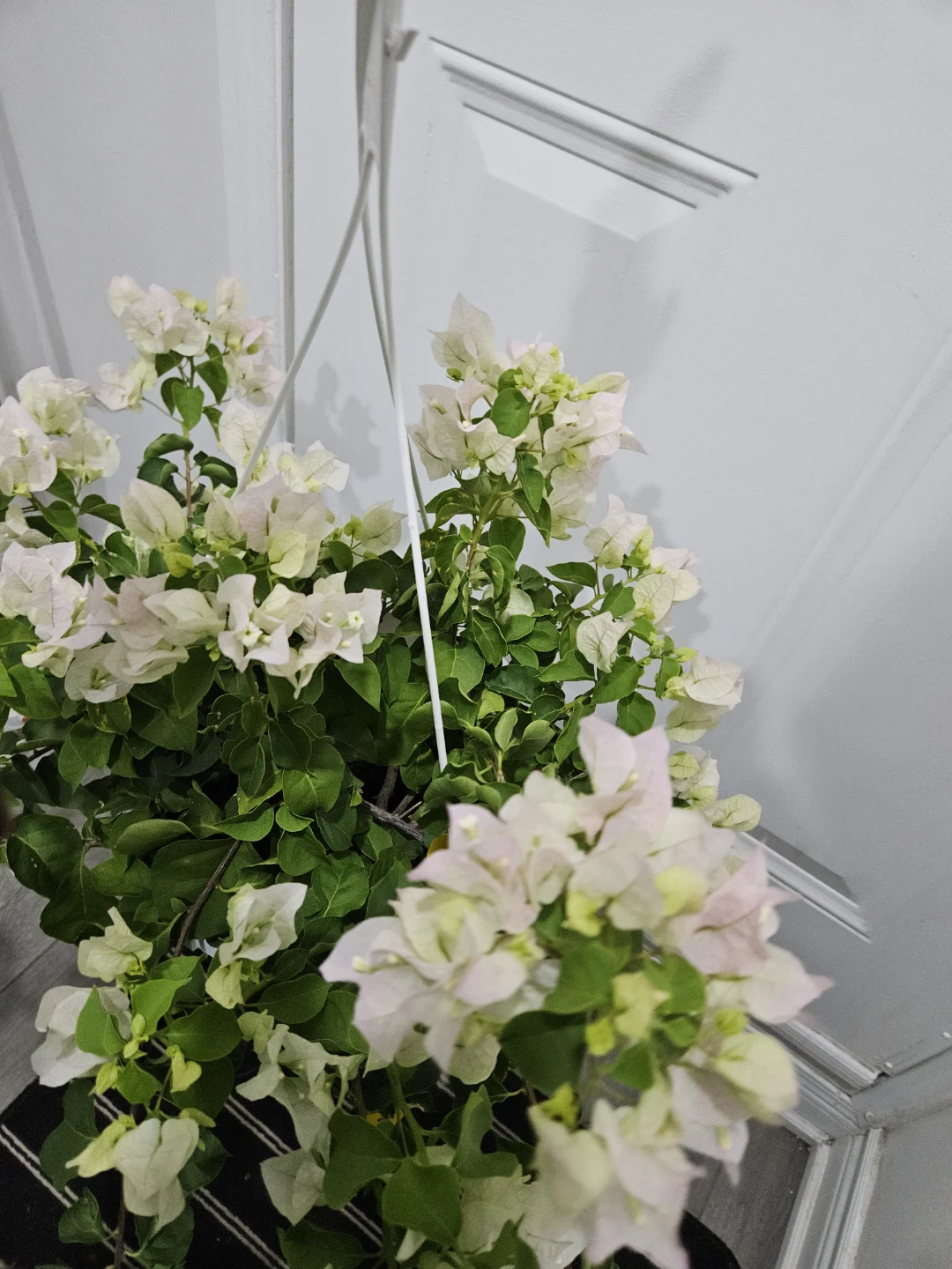 White Bougainvillea Hanging Plant⚽️ - photo 3