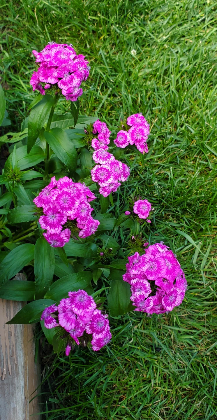 Sweet William