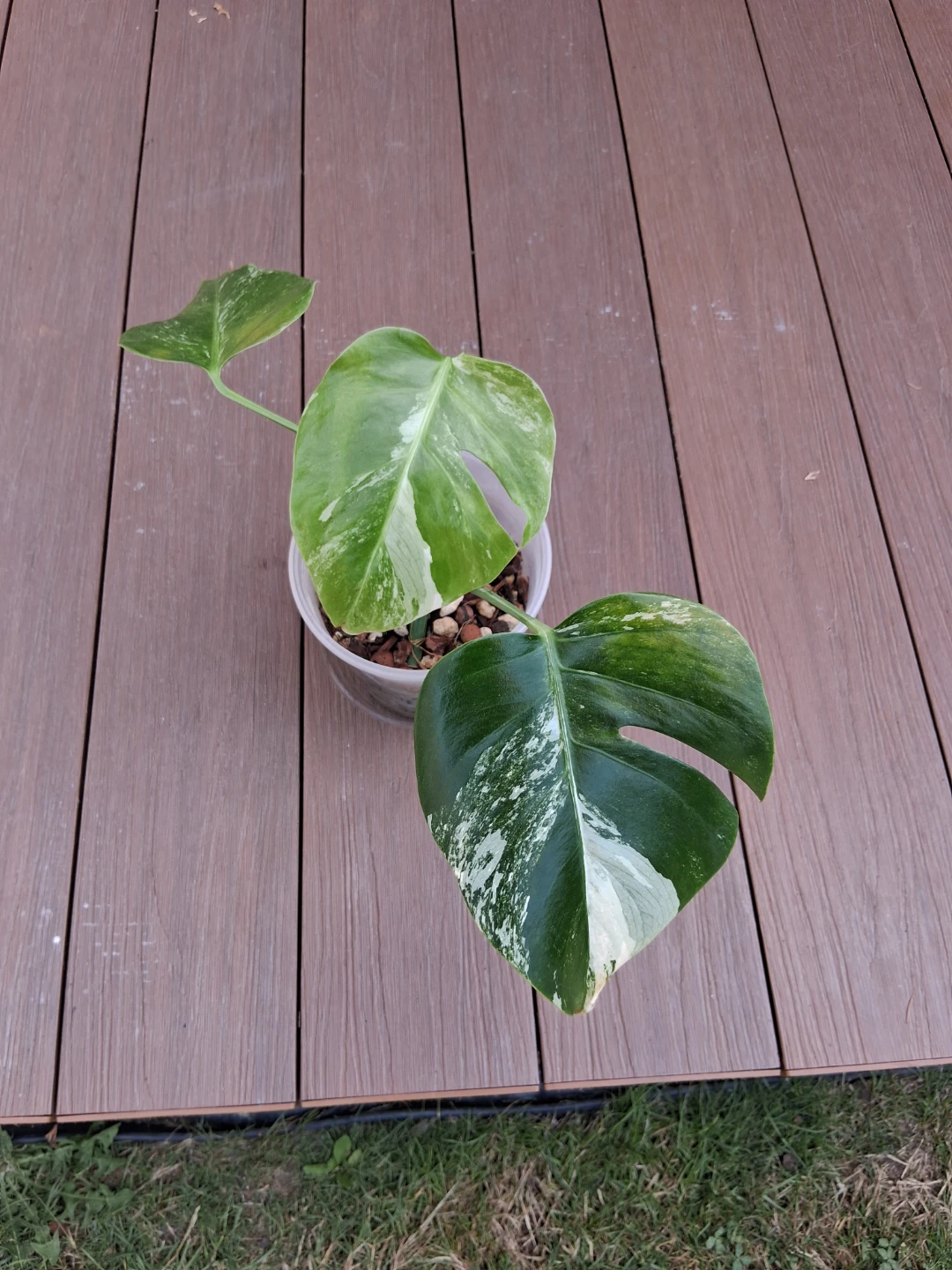 Monstera albo