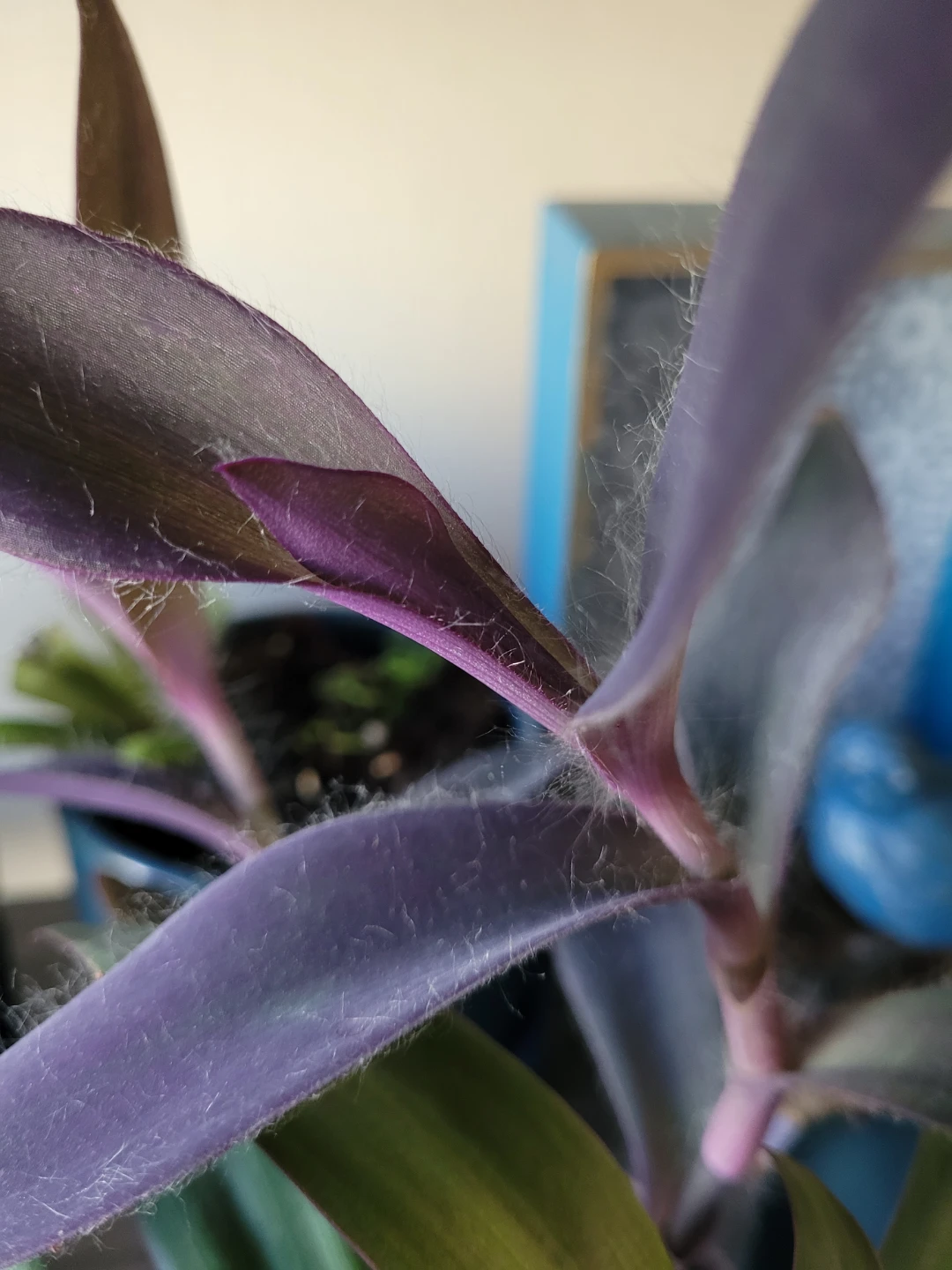 Tradescantia Zebrina Plant - photo 3