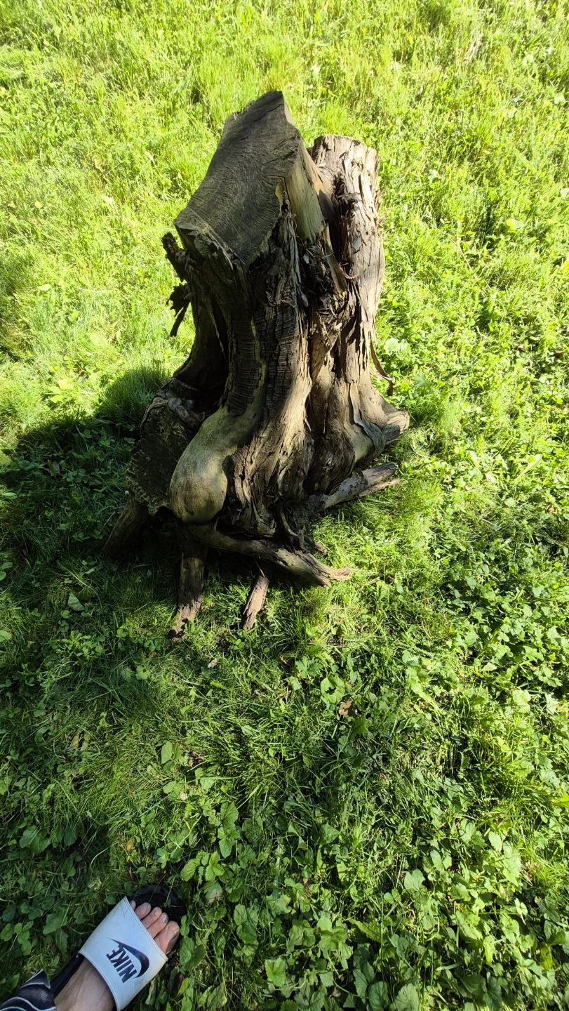 Decorative Rustic wooden tree stump