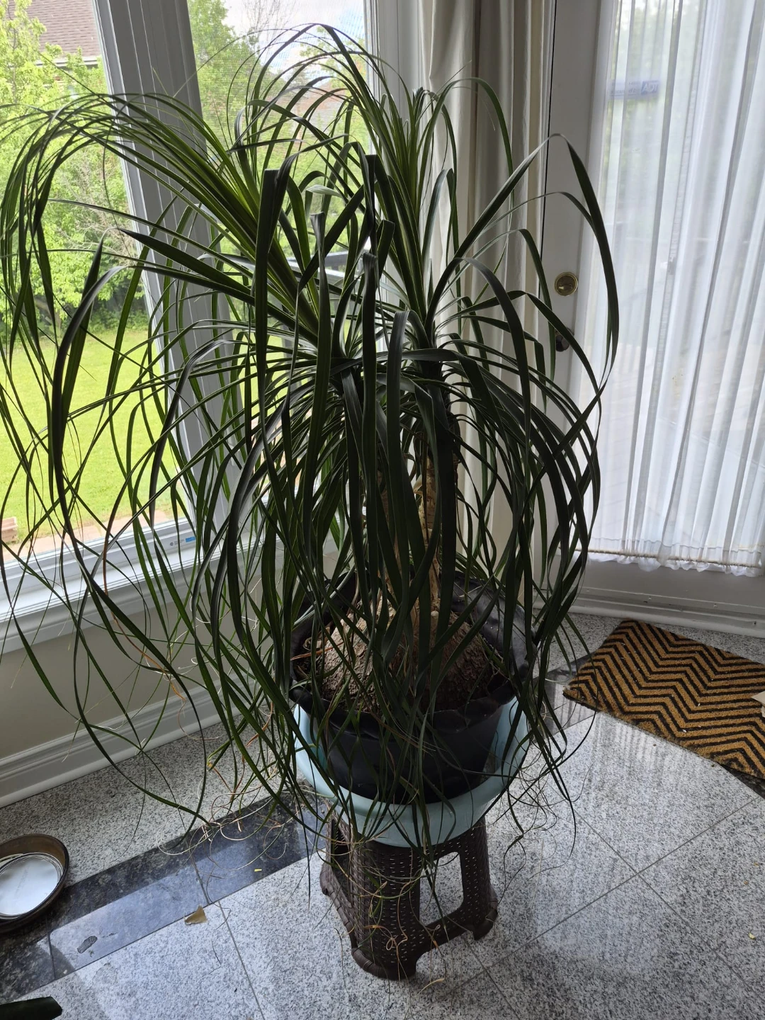 Ponytail Palm Tree Plant
