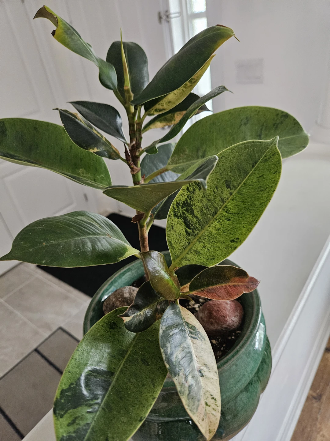 Variegated Rubber Plant - photo 2