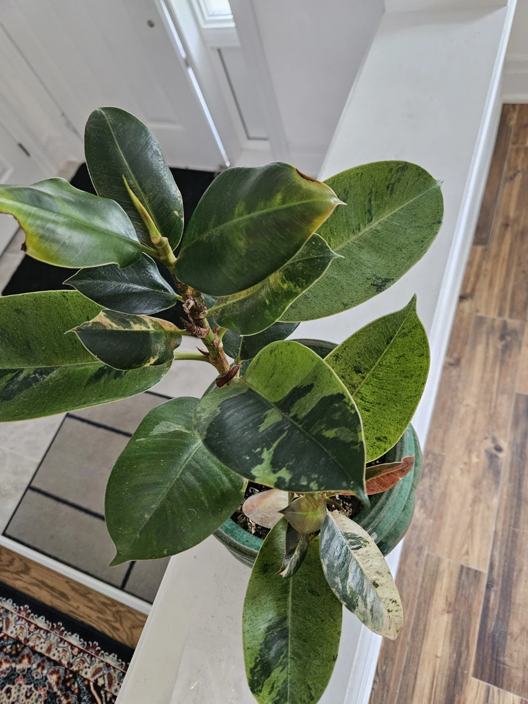 Variegated Rubber Plant - photo 3