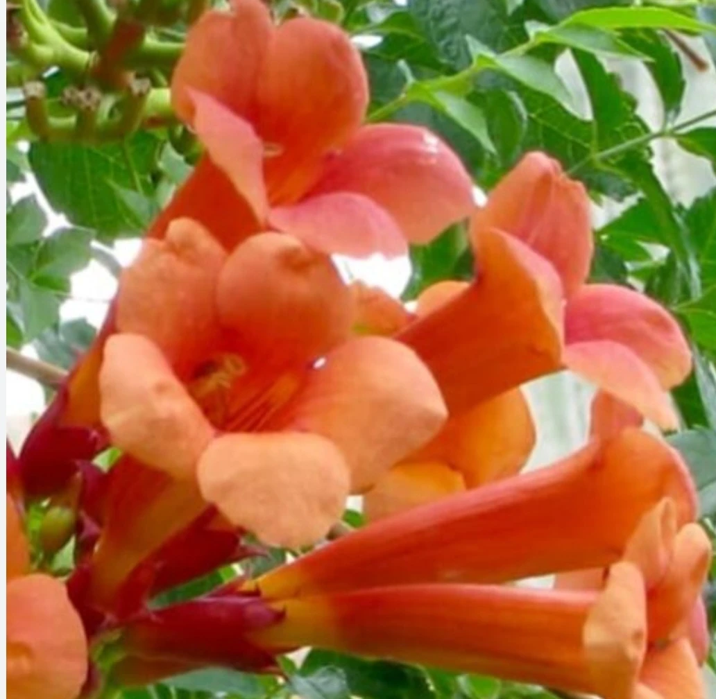 Orange Trumpet Vine Plant