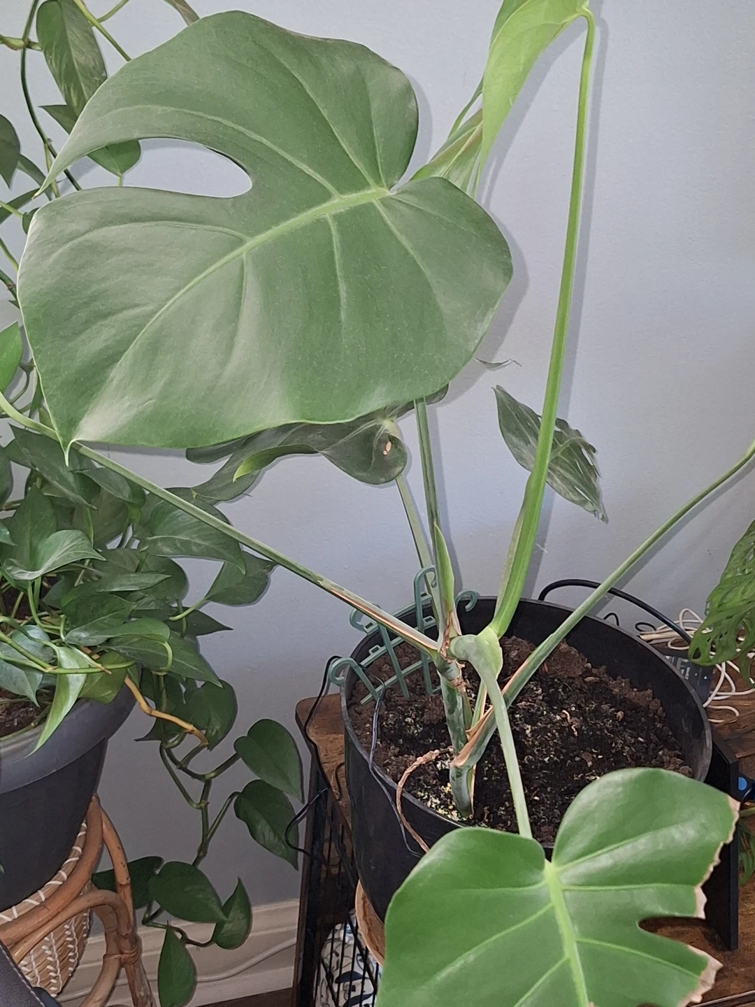 Monstera Plant Stemming to Grow YOURSELF.