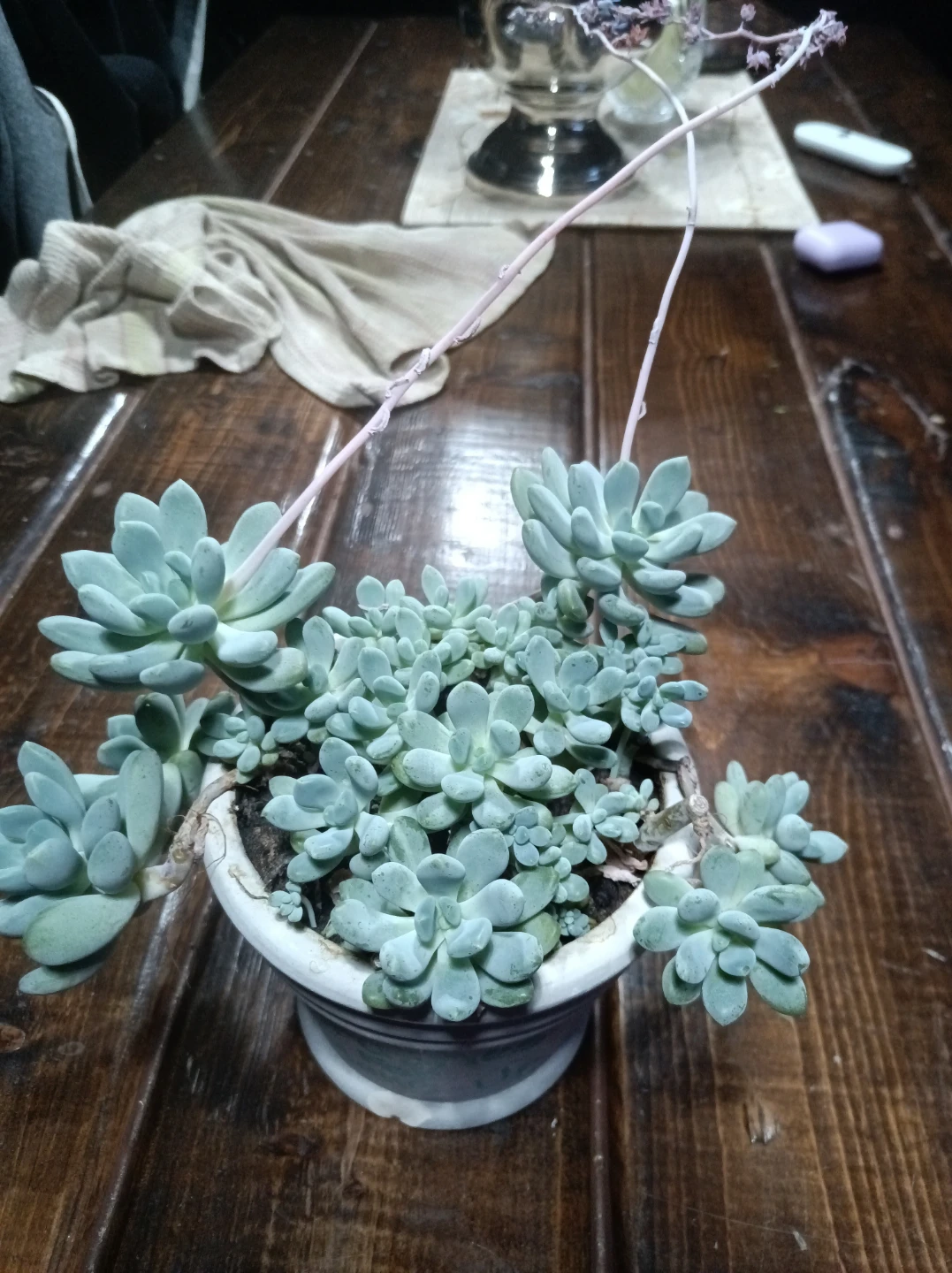 Graptopetalum succulent