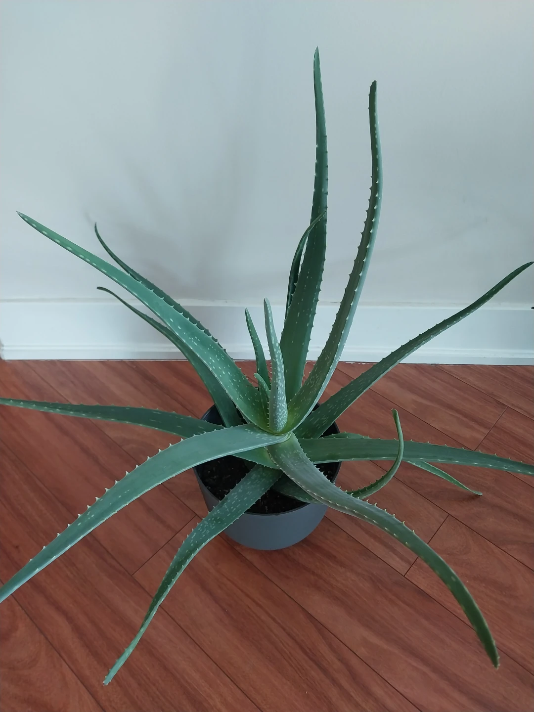 Very Large Aloe Vera Plants ⚽ - photo 3
