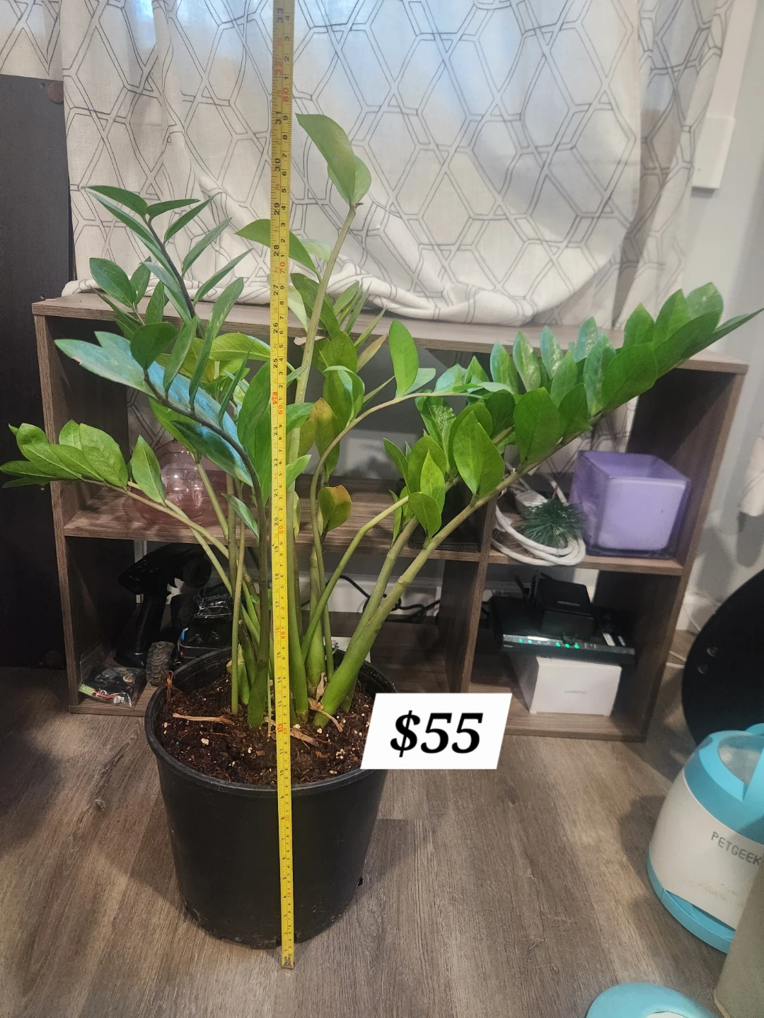 ZZ Plant in 10" Black Pot ⚽