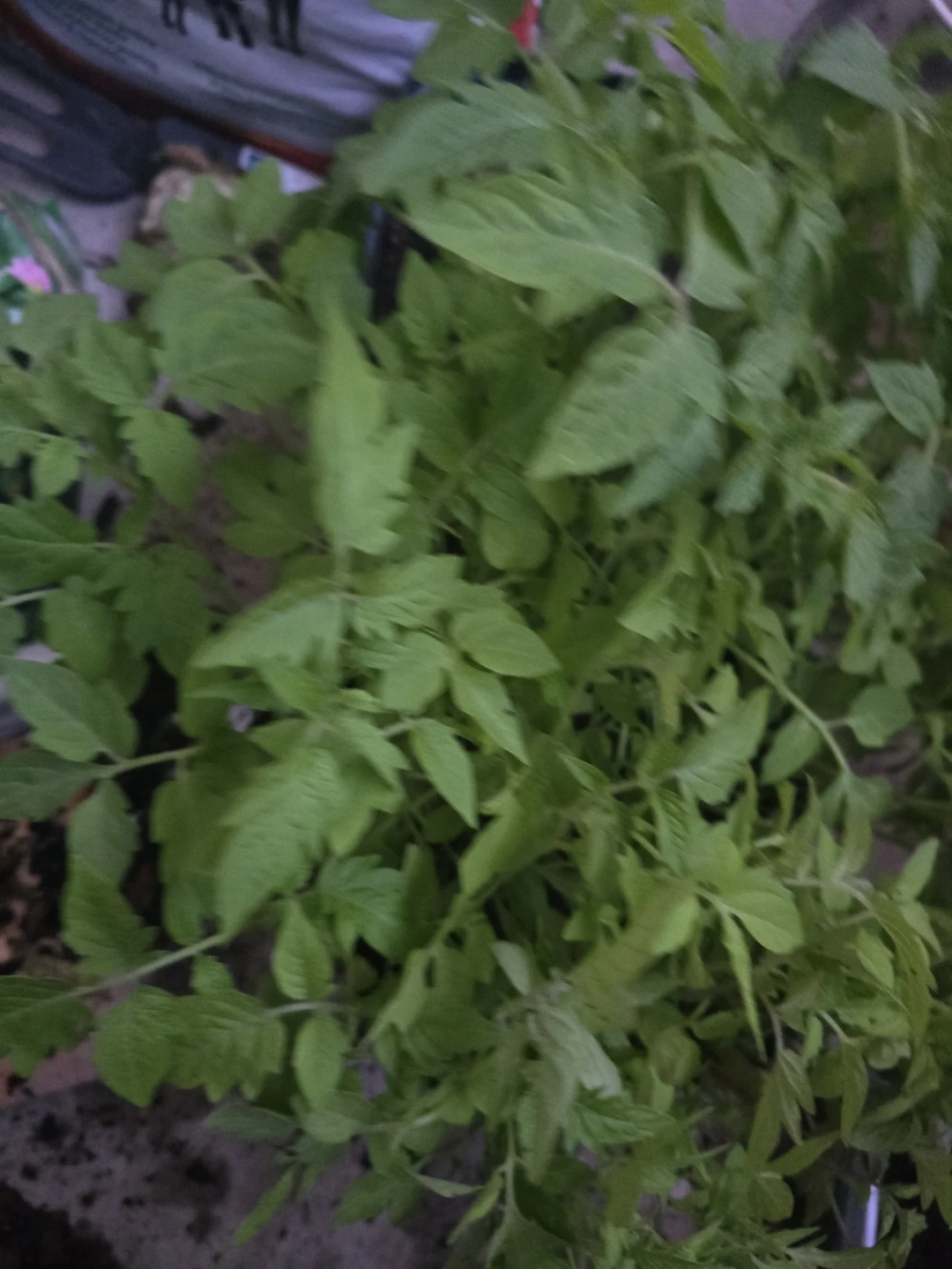 Tomato Plant Seedlings