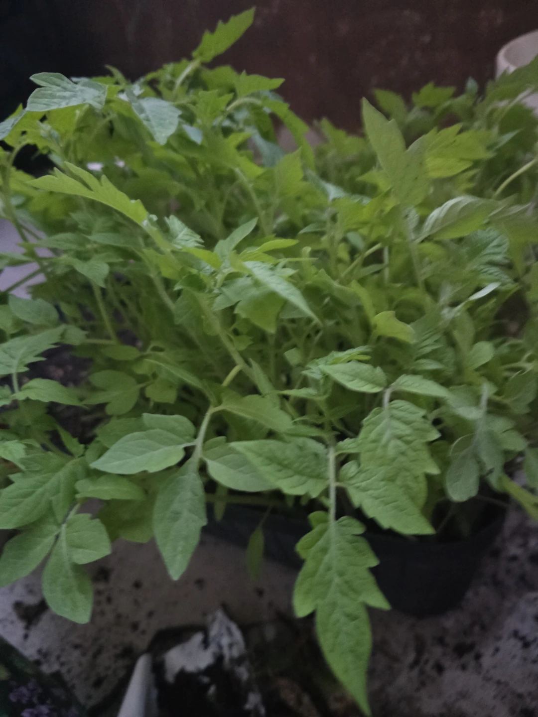 Tomato Plant Seedlings - photo 2