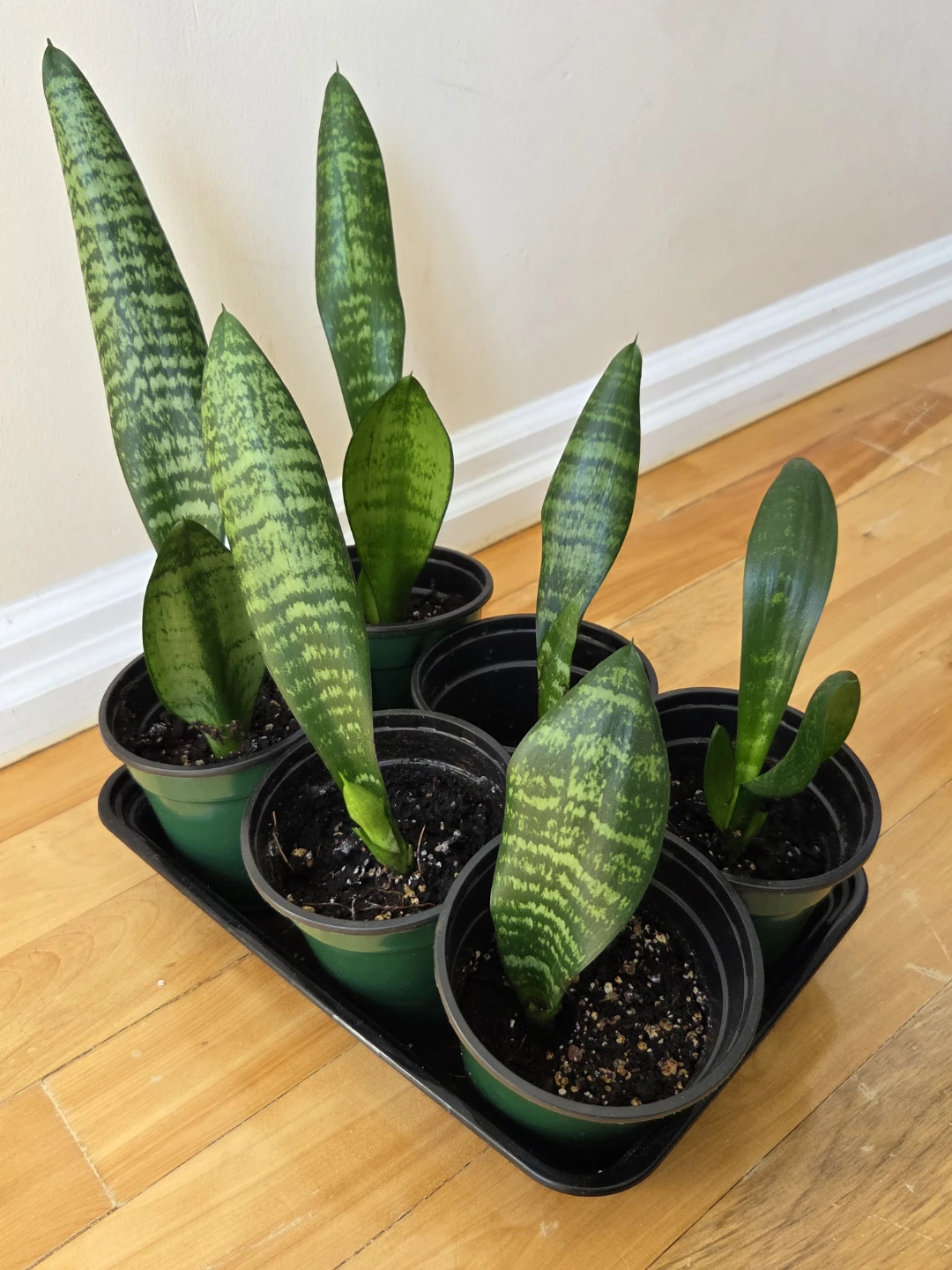 NASA Air Cleaning Plants / Snake Plants