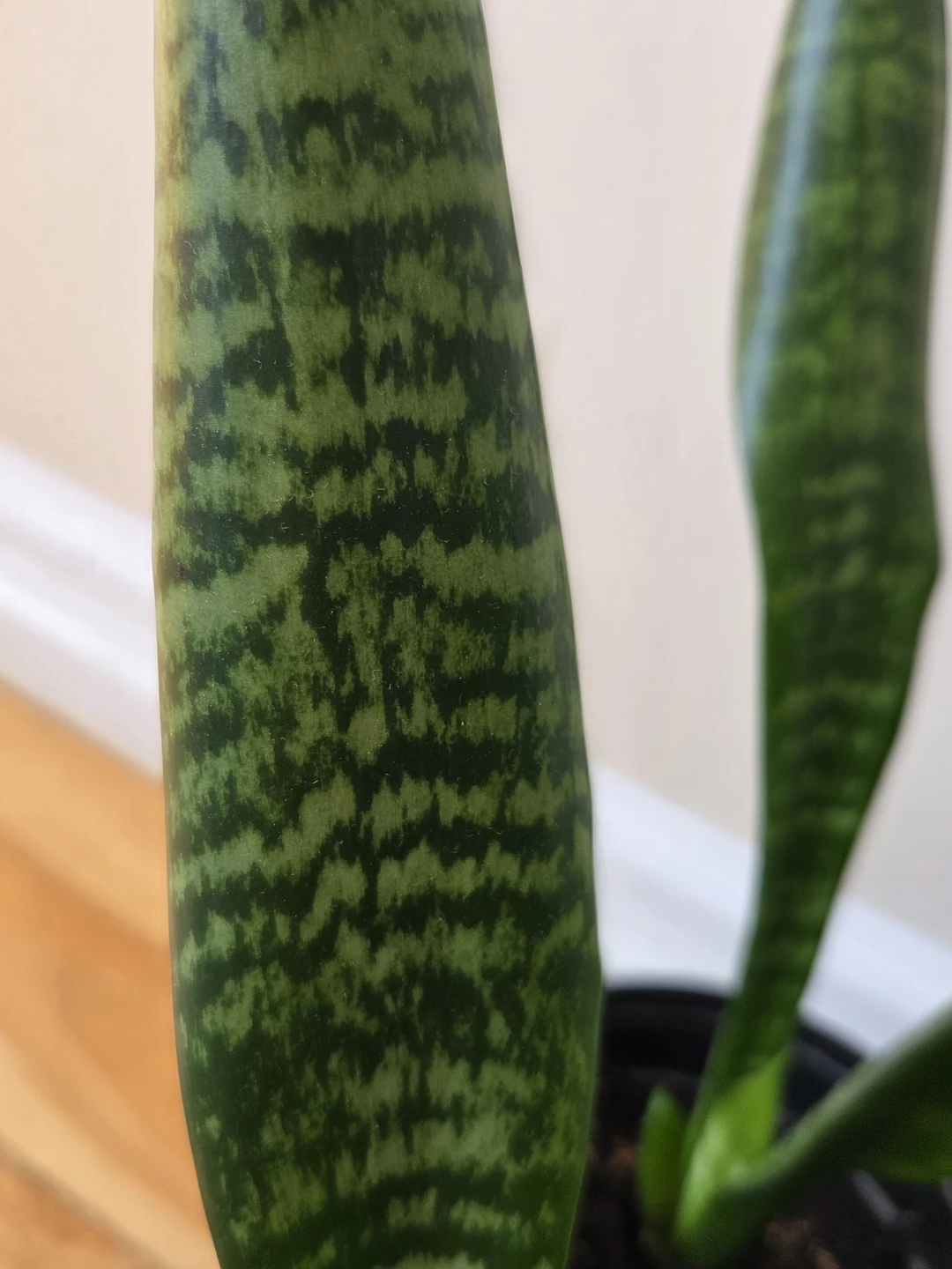 NASA Air Cleaning Plants / Snake Plants - photo 2