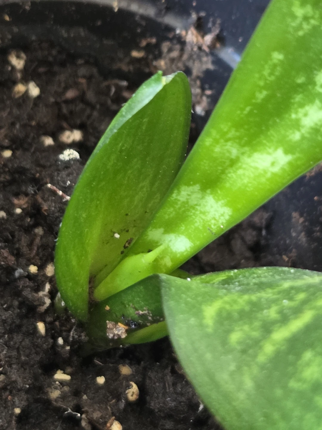 NASA Air Cleaning Plants / Snake Plants - photo 3