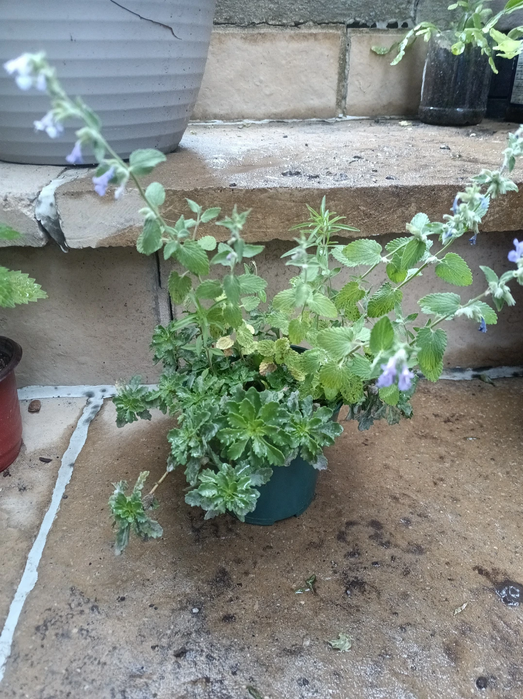 Catnip Plant