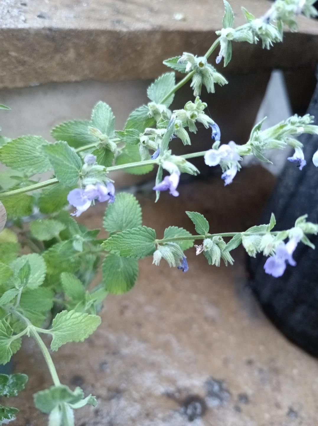 Catnip Plant - photo 2