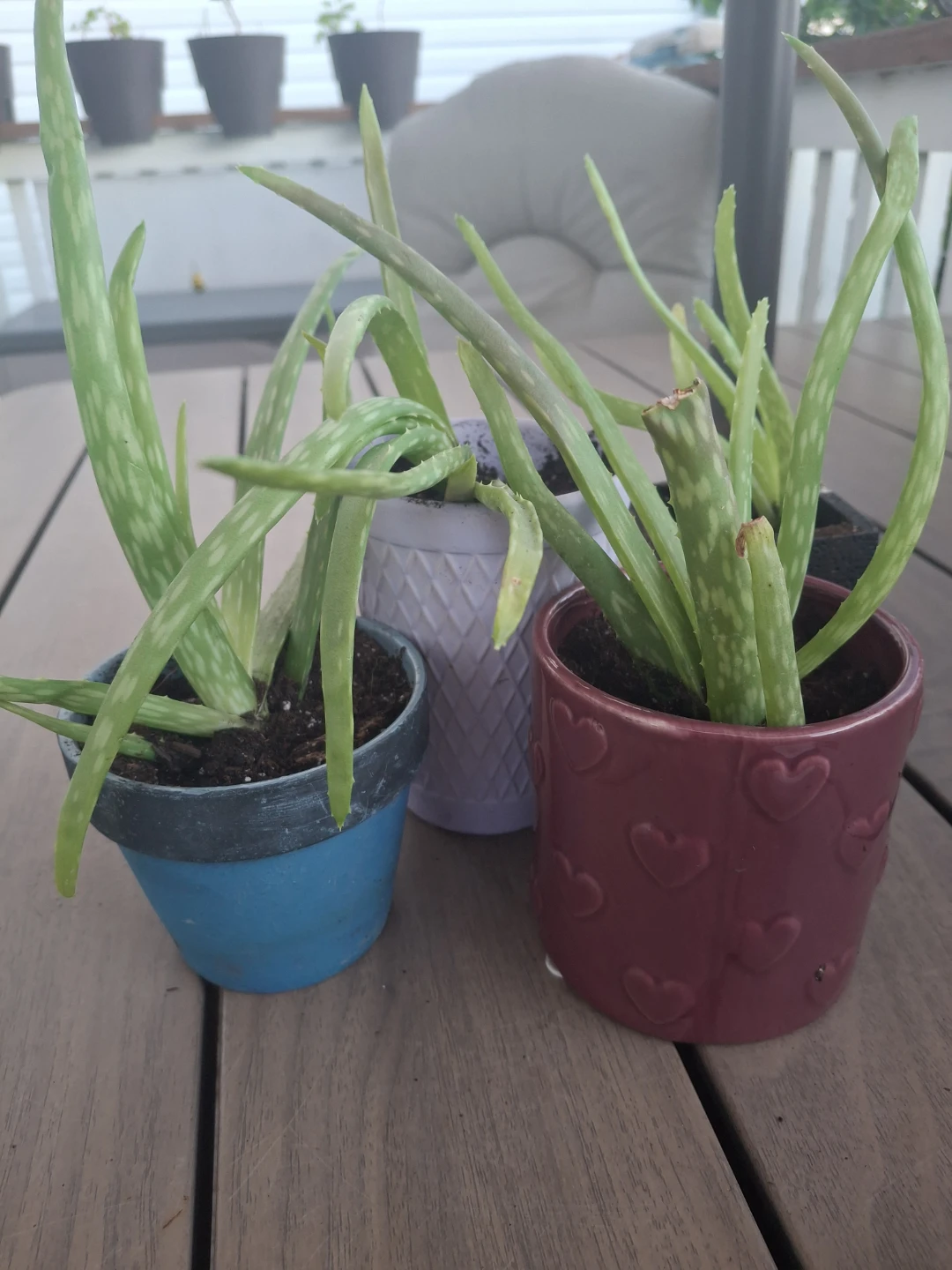Aloe Vera Plants in Decorative Pots - photo 2