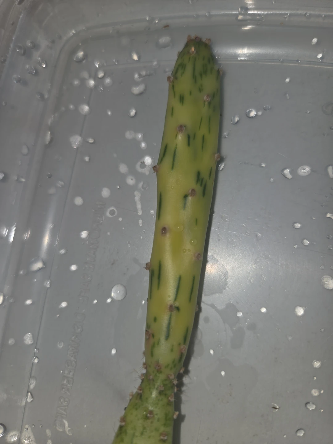 Cactus Cutting - Variegated Opuntia