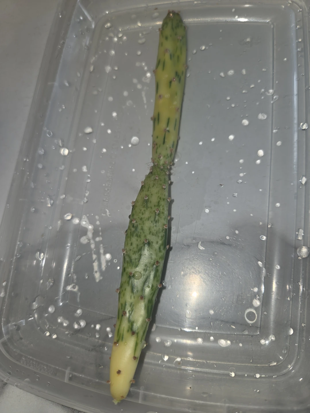 Cactus Cutting - Variegated Opuntia - photo 2