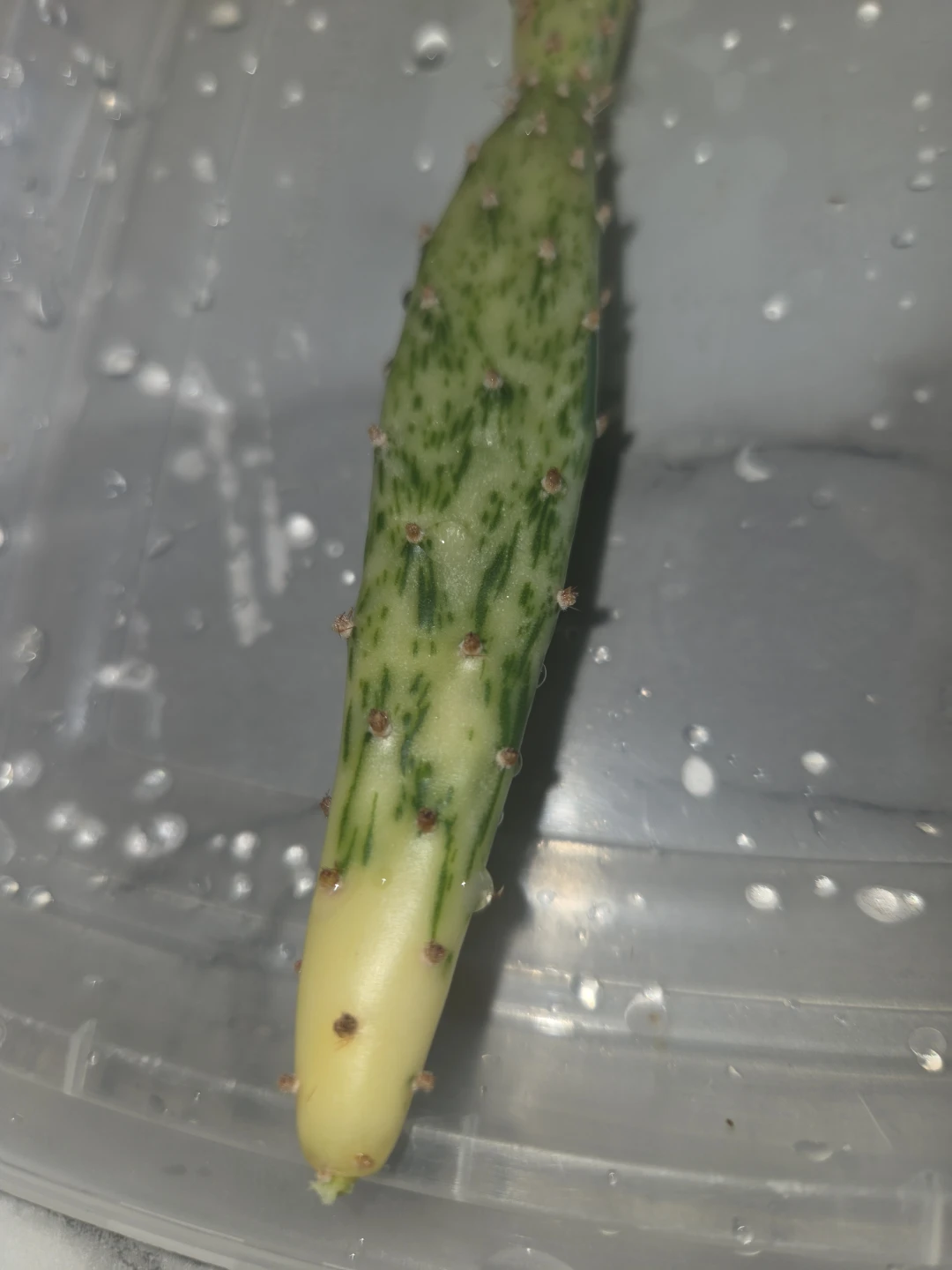 Cactus Cutting - Variegated Opuntia - photo 4