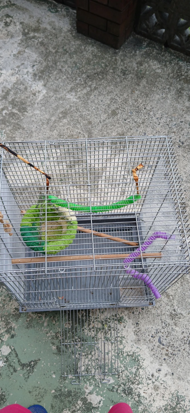 Bird 🐦 home 🏡 ❤️ - photo 2