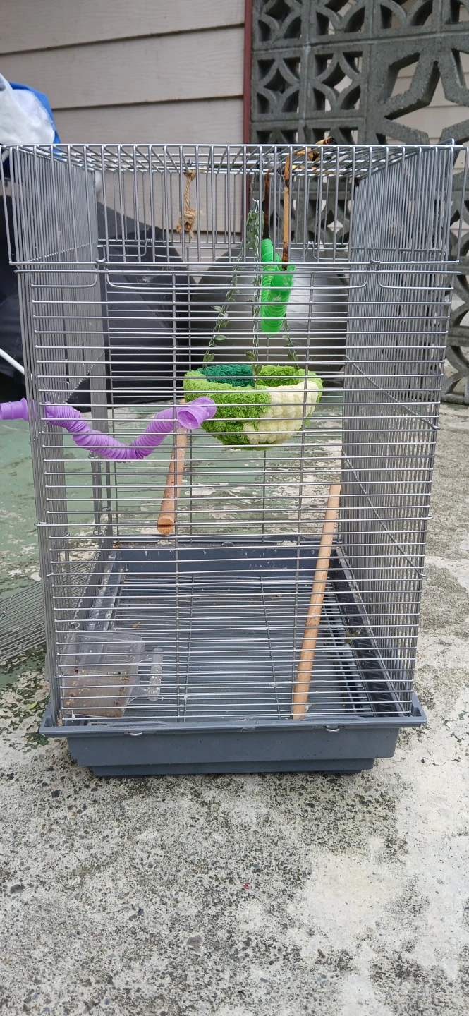 Bird 🐦 home 🏡 ❤️ - photo 3