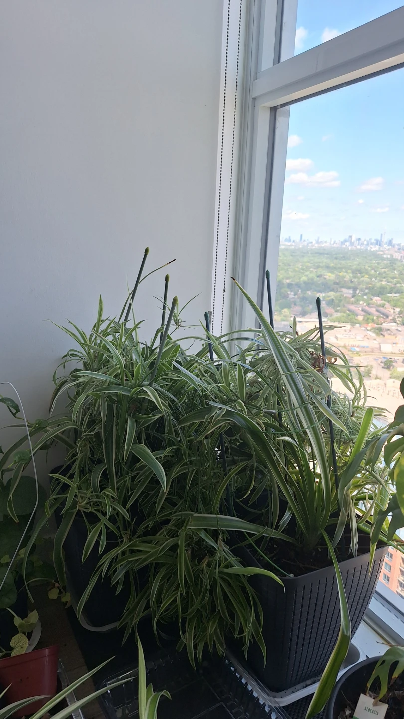 Spider plants - photo 2