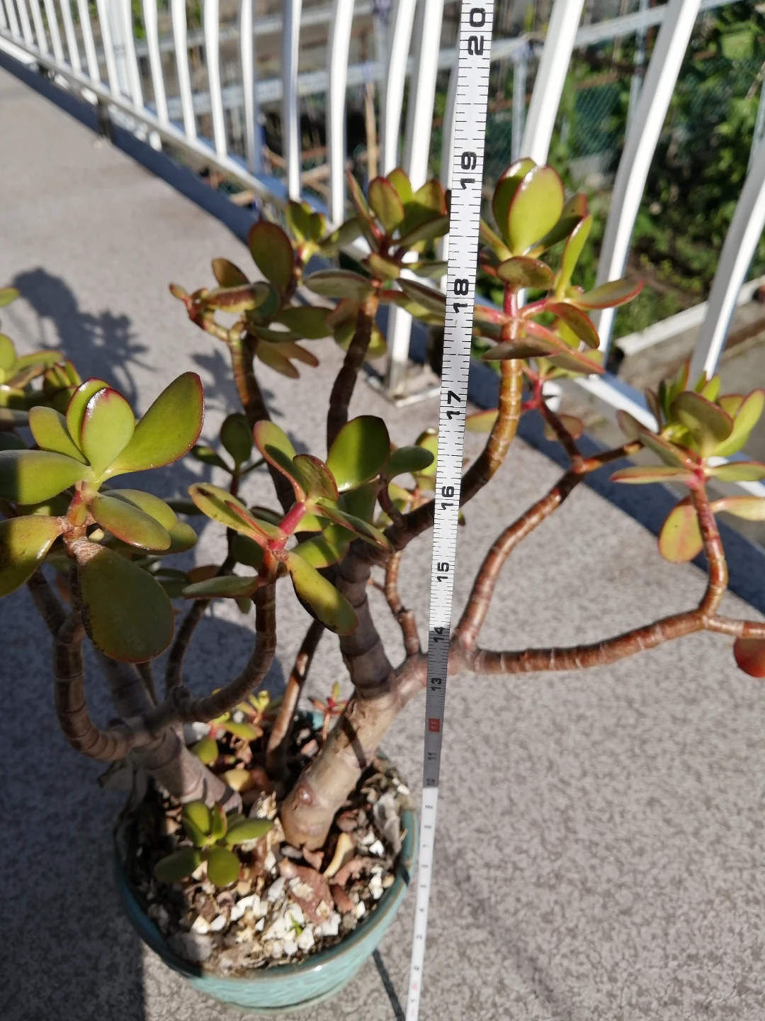Jade Plant bonsai in Decorative Pot - photo 4