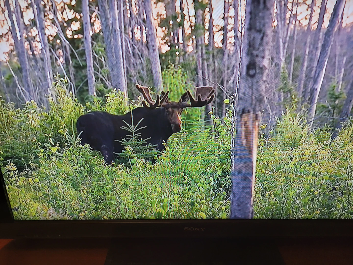 Sony KDL-40EX400 40-inch LCD TV - photo 3