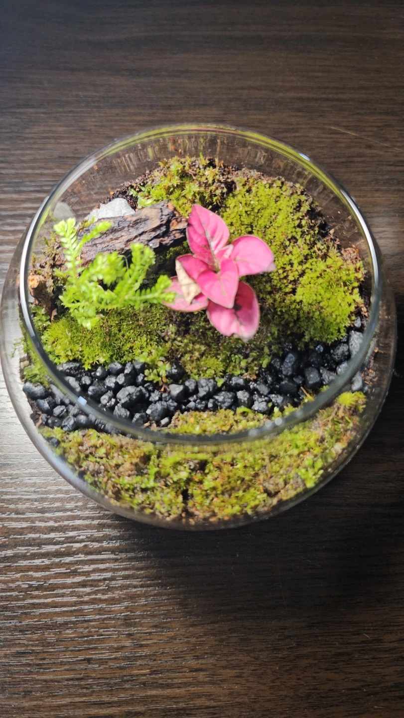 Terrarium with Polka dot plant/ mini garden