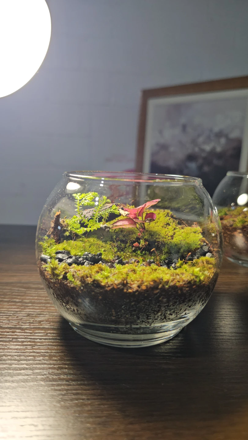 Terrarium with Polka dot plant/ mini garden - photo 2