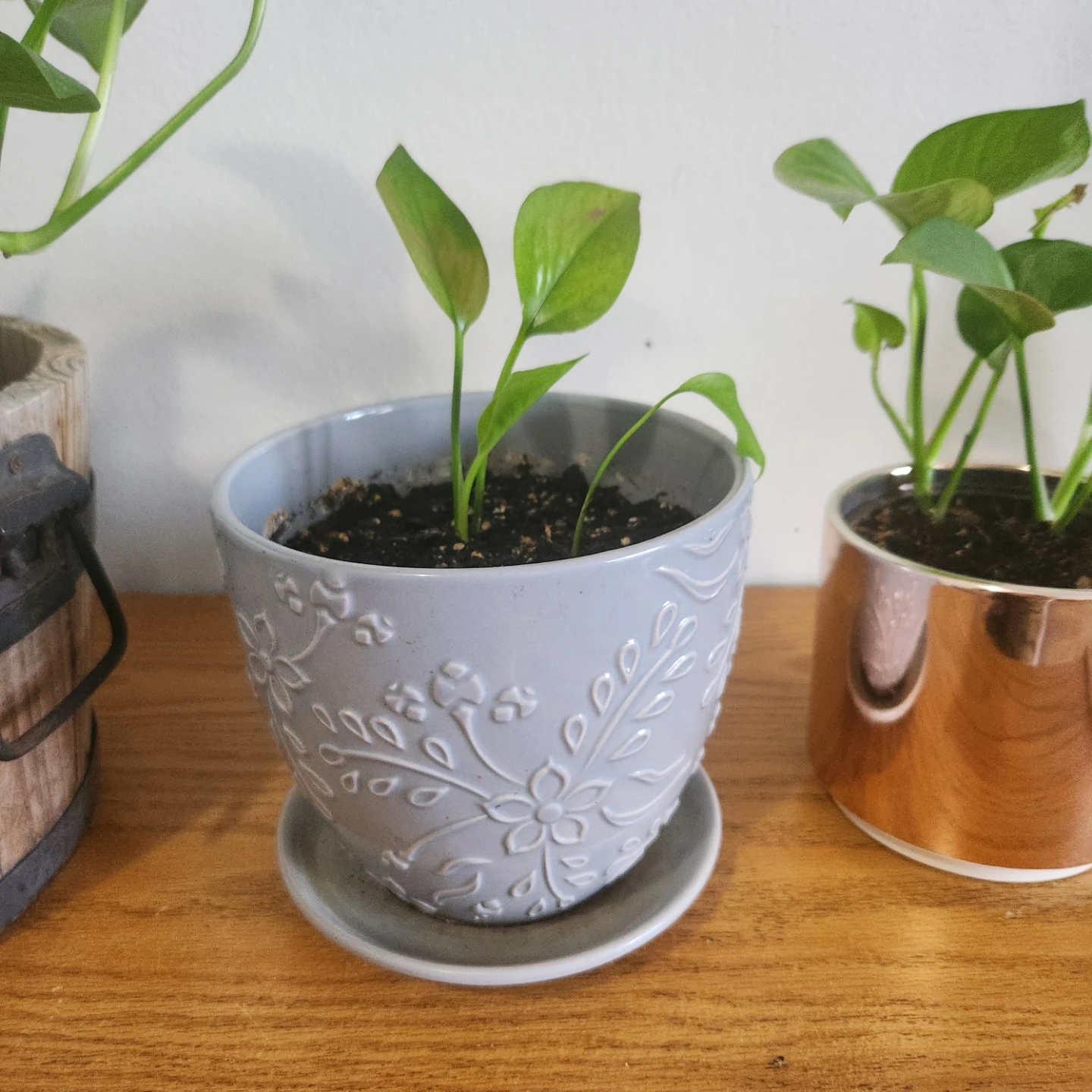 Pothos Plant in Hershey's Mug