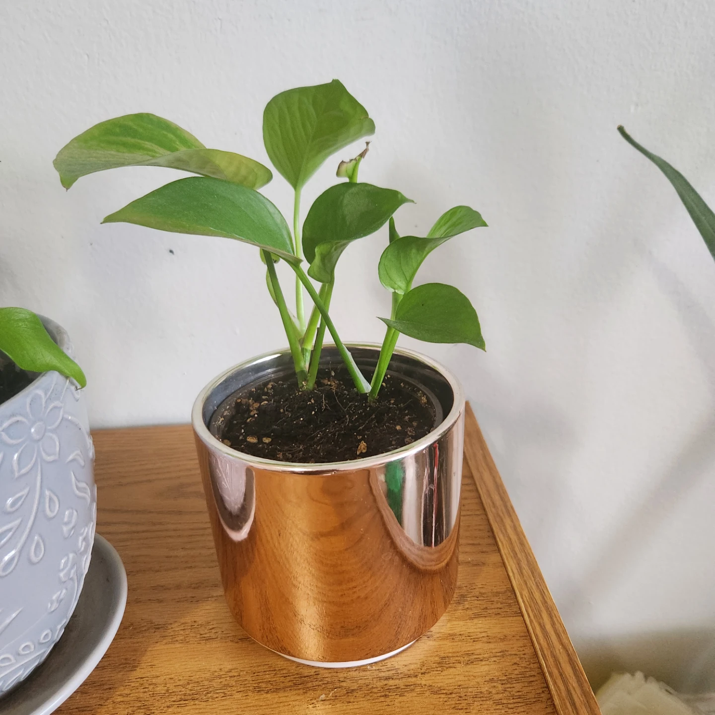 Pothos Plant in Hershey's Mug - photo 2