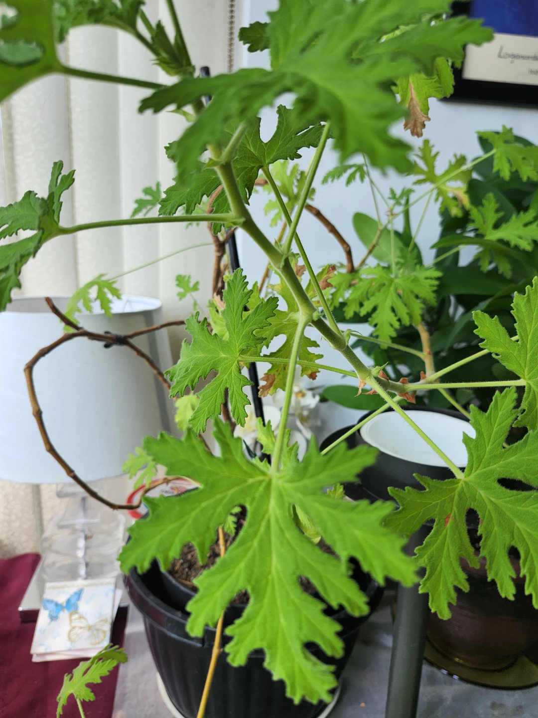 Citronella Pelargonium Scented Geranium Plant