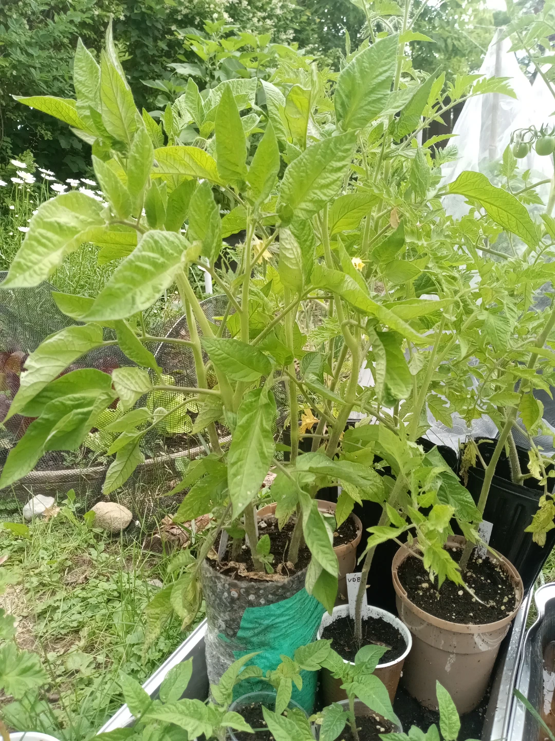 Early maturing tomato seedlings