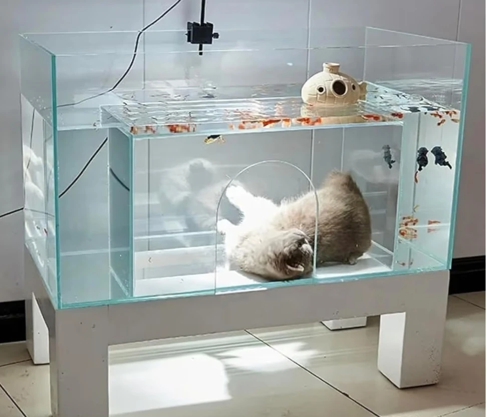 Catquarium and accessories