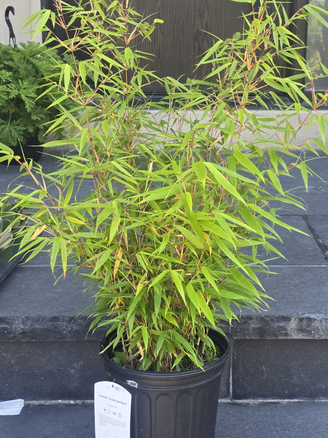 Sunset Glow Bamboo Plant - Fargesia Rufa